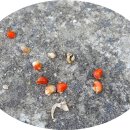 만두나무 이미지