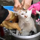 페셰 이미지