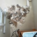 고양이 미용&호텔 뽀냥 이미지