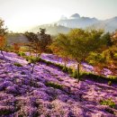 용담면 벚꽃길 이미지