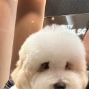 한올디테일그루밍 네이버블로그