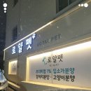 로얄펫 강아지분양 고양이분양 전주본점 이미지