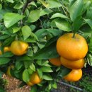 하늘빛농원 이미지