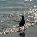 지선목장 | [공지] 인천 영종도 '왕산해수욕장' 우유아이스크림 카페 [범산목장]