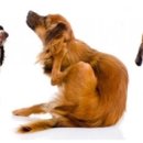 의정부24시IU동물병원 이미지