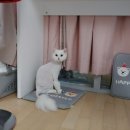 미미펫살롱 이미지