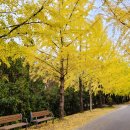 은행나무1길 이미지