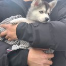 펫웨이브 동물의료센터 이미지