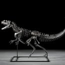 케라토사우루스 이미지