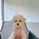 어반퍼피 이미지