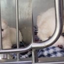 강아지본부 이미지