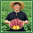 베니실제 | 맛있는 고구마 고르는 법? 여주 꿀 베니하루카 햇고구마 후기 분석!