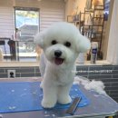 마이쏭 펫샵 이미지