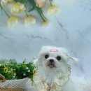 나라라펫 이미지