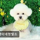 꼬맹이네 멍발소 이미지