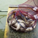 장자골낚시터 이미지