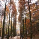 대전성소동단풍숲과 장태산휴양림의 단풍 이미지