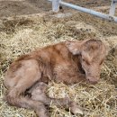 용대축산 이미지