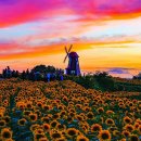 해바라기 - 연천군 왕산로20번길 32 | 해바라기