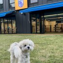 도그와트 이미지