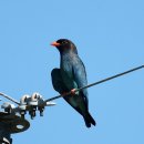 파랑새농장 이미지