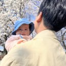 세종 조치원 이응다리 벚꽃 구경 카페 알바 후기 소소함 주의