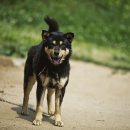 호동이농장 이미지