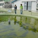 배꽃농장 이미지