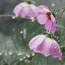 비오는날의추억 이미지