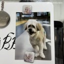 마이핫독 이미지