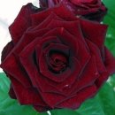 (Black Rose)흑장미? 이미지