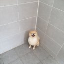 멍스바스 이미지