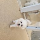 멍치원 | 광안애견호텔 멍치원 해태가 2개월째 다니는 후기🐶