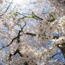 봄의기운 이미지