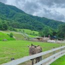 스위스목장 이미지