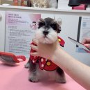 미스터독 | 부산 미니어처 슈나우저 분양 ~! 미스터독 과 함께