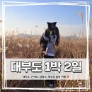 동굴펜션 | 1박2일 애견동반 여행: 대부도·선재도·영흥도 + 블루스토리 펜션 &amp; 해식동굴 후기