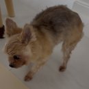 은해반려동물보조기 이미지