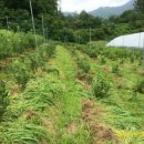 뽑기농장 이미지