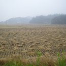 영주볏짚 이미지