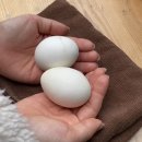 퓨어DOG | 후쿠오카 함 훑고올까? 3일차 / 버스투어 / 유후인 / 유후다케 / 벳부 가마도 지옥 / 다자이후텐만구