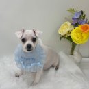 포프리티 이미지