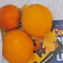 큐티1 | PSK 퓨어스펙&amp; 큐티 만다린 팝업 - 서울숲 (오렌지,귤) 후기