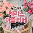 배스킨라빈스노원 | 노원 꽃집 쎄리스 아뜰리에 24시간 무인 운영 내돈내산 후기