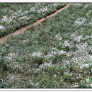 삼문송림길 이미지