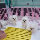 이츠펫동호점