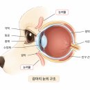 이리온동물병원 - 김포시 초당로61번길 56 | 역북동 동물병원, 눈 다래끼 보호자가 가장 많이 하는 실수가 있습니다