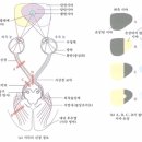 시각신경의 경로 질문입니다. 이미지