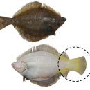 참가자미나라 이미지