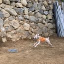 체리쉬독 이미지